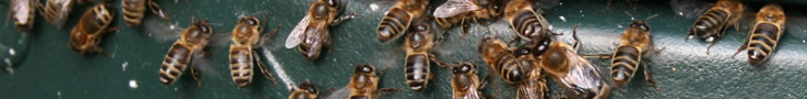 bees in Andre's garden