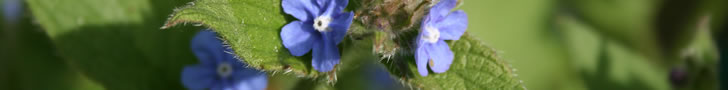 blue flower