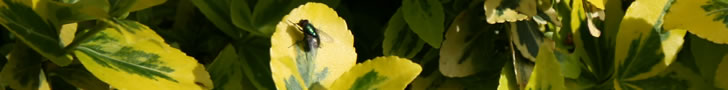 fly on variegated leaves